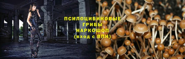 прущие грибы Верхний Тагил